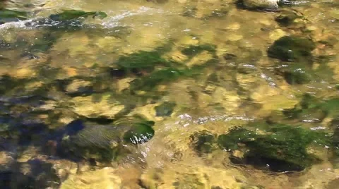 Clean river in forest, stream in green forest,natural water background Stock Footage 49927604