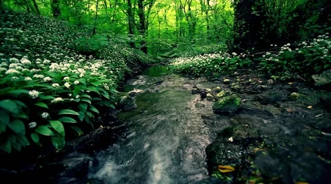 Clean river in forest, stream in green forest,natural water background Stock Footage 49929066