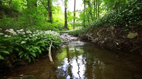 Clean river in forest, stream in green forest,natural water background Stock Footage 49929627