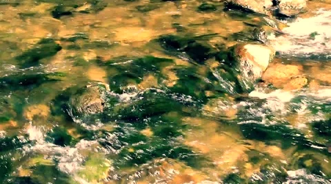 Clean river in forest, stream in green forest,natural water background Stock Footage 49929651