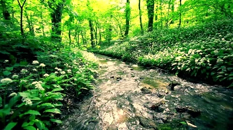 Clean river in forest, stream in green forest,natural water background Stock Footage 49929911