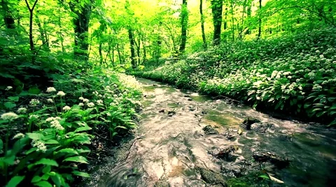Clean river in forest, stream in green forest,natural water background Stock Footage 49929998