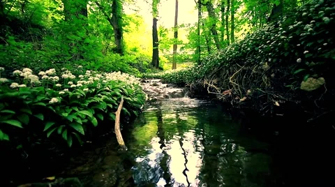 Clean river in forest, stream in green forest,natural water background Video stock 49930853