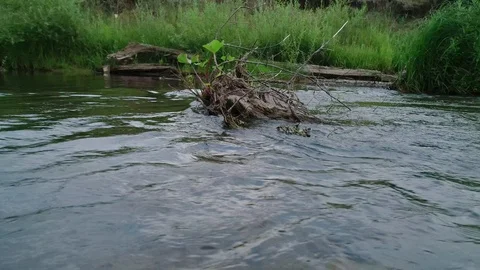 Clean river in nature. Stock Footage 92490109