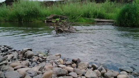 Clean river in nature. Stock Footage 92490265