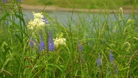 Clean river in nature. Stock Footage 92734743