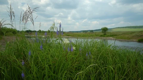 Clean river in nature. Stock Footage 92734867