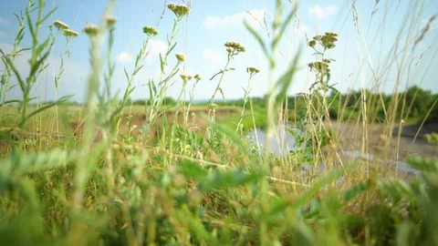 Clean river in nature. Stock Footage 92737548