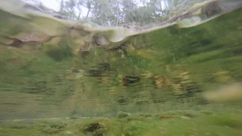 Clean river in nature. Video stock 94225855