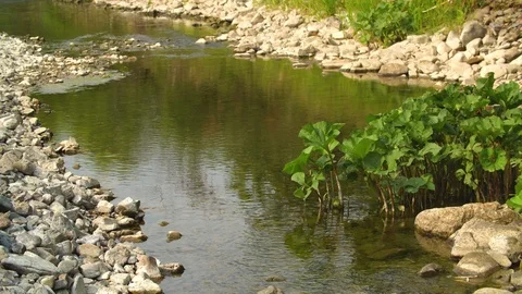 Clean river in nature. Video stock 94521643