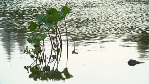 Clean river in nature. Video stock 94521750