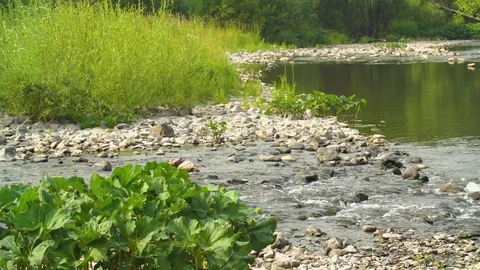 Clean river in nature. Video stock 94521813