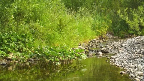 Clean river in nature. Video stock 94521823