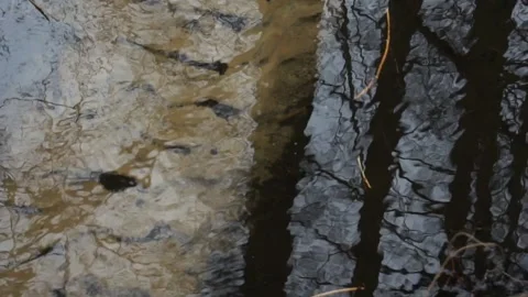 Clean river water background with trees Stock Footage 136508094