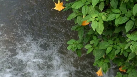 Clean river with wild plants above it Stock Footage 270310036
