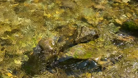 Clean Running water in brook Stock Footage 194469587