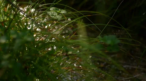 Clean running water in forest closeup, bokeh (Ultra HD, UHD, 4K) Stock Footage 42804301