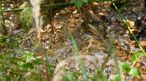 Clean running water in forest closeup,moving slowly down (Ultra HD, UHD, 4K) Stock Footage 42804189
