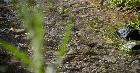 Clean Running Water from a Mountain Stream Runs in the Field Stock Footage 231864320