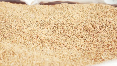 Clean Rye Stock Footage 74800235