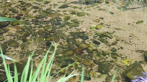 A clean, shallow stream with a view of the floor Stock Footage 280488490