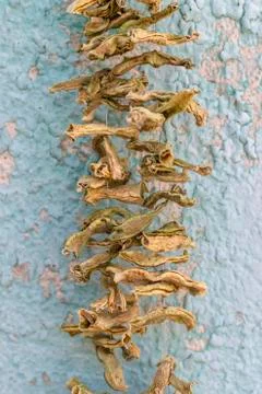 Clean shoot of dry string beans hanged with ropes in a traditional way in Tur Stock Photos