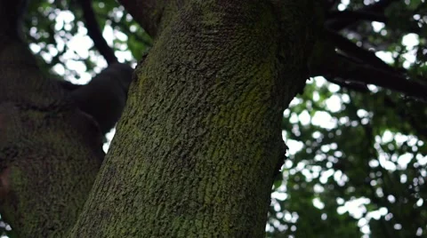 Clean shot of a tree trunk Video stock 65240925