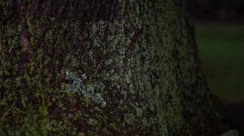 Clean shot of a tree trunk Video stock 65240972