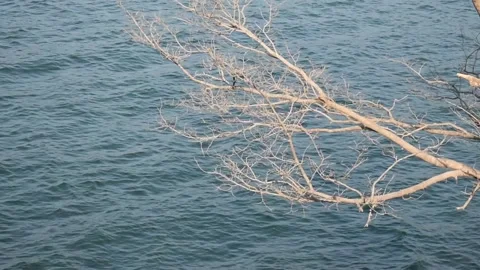 Clean small waves floating in a blue lake with a tree in front of it. Stock Footage 131704239
