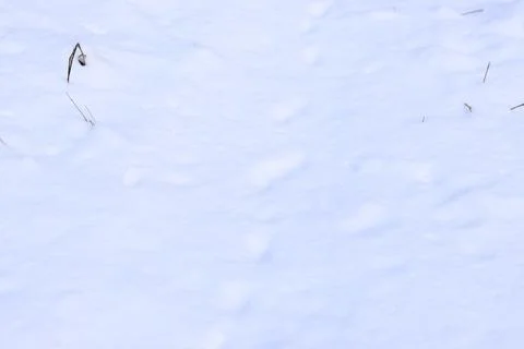 Clean snow in the forest. Dry grass sticks out from under the snow Stock Photos
