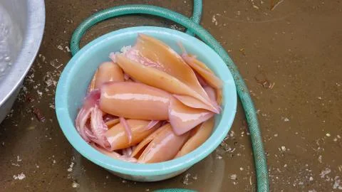 Clean Squid in a Basin Stock Photos