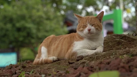 Clean Stray Cat Lying Down on the Dirt 스톡 동영상 327446591