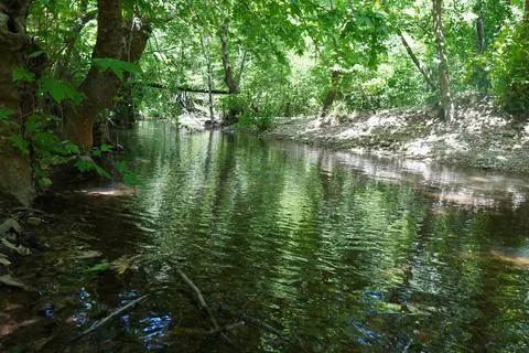 Clean stream and green landscape in the forest Stock Photos