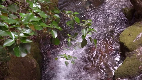 Clean stream coming from the mountains Video stock 296796175