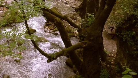 Clean stream coming from the mountains 動画素材 296797416