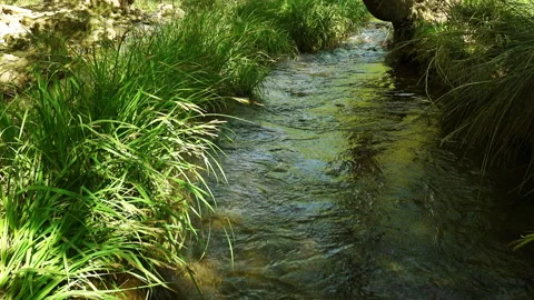 Clean stream coming from the mountains Stock Footage 297635425