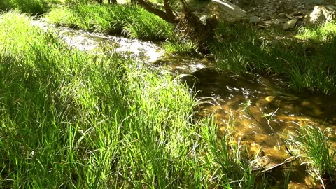 Clean stream coming from the mountains Video stock 297636026