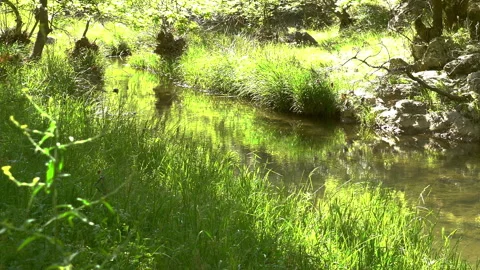 Clean stream coming from the mountains Vídeos de archivo 297636419