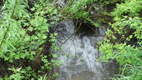 Clean stream in the forest Video stock 107032053