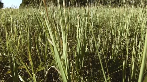 Clean tall grass in a forest glade Stock Footage 115197448