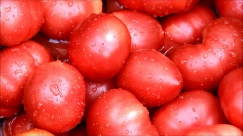 Clean tomatoes in a water bath Stock Footage 77862707