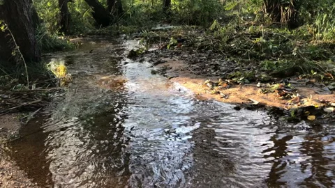 Clean transparent forest stream flowing, panorama Stock Footage 264123129