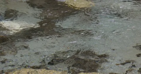 Clean transparent water in brook Stock Footage 77243654