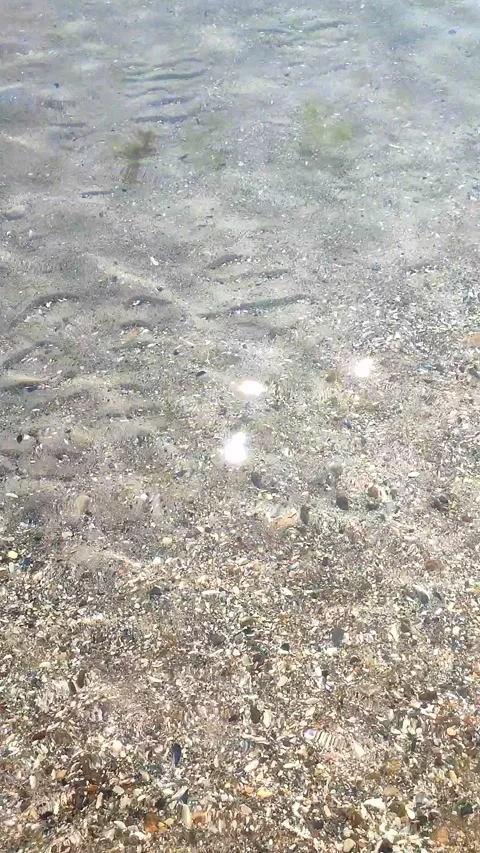 Clean transparent water shallow sandy seashore shells sunny summer day Vertical Stock Footage 327590752
