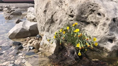 Clean, transparent water surface. Yellow flowers grow on a stone near the shore. Stock Footage 303412933