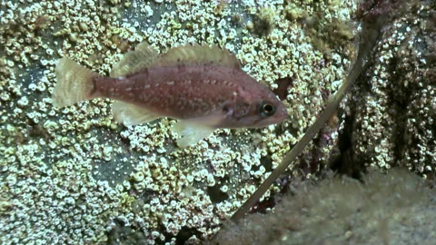 Clean underwater ecosystem and fish sea red perch habitat in Japanese Sea. Stock Footage 246729119