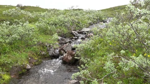 Clean water flowing in little river on a hiking trail in Sweden Stock Footage 136530896