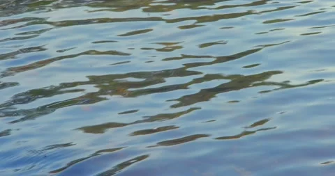 Clean water flowing in a small mountain river, slow motion and shallow depth Stock Footage 131143484