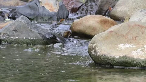 Clean water Stock Footage 242980655