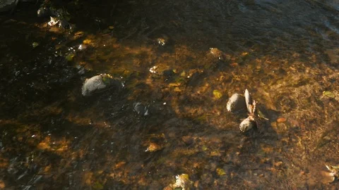 Clean water in a mountain stream, river, bottom, leaves 動画素材 93549589